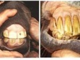 La dentition du cheval : Dentit10