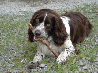 Springer anglais de 6 ans appelée Schimène Dsc03710