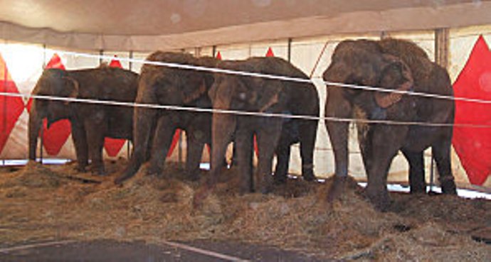 Rap.. d'inspection /Cirque Arlette Gruss à Boulogne sur mer Elepha21