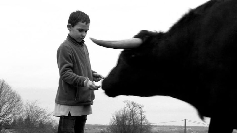 Faut-il vraiment du courage pour faire face à un taureau ?  Enfant13