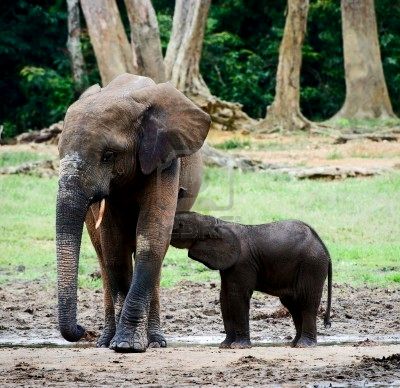 ELEFANTASIA protège les éléphants d'Asie Fant10