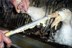 (vidéo)Gavage humain pour protester contre le foie gras ... Gavage11
