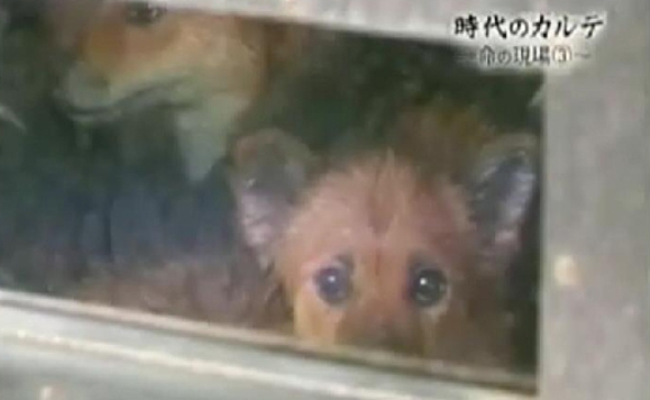 Au Japon, les chiens abandonnés sont gazés ! Gaze10