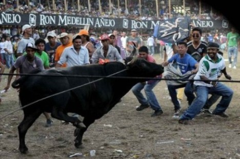  Lettre contre un festival horrible en Colombie ! Image115