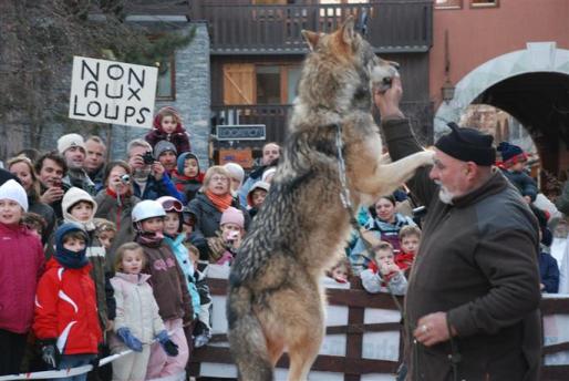 France:Une animation avec des loups annulée sous la pression Les-lo10
