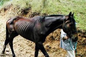 Belgique: Des chevaux maltraités à Lessines!  Lessin11