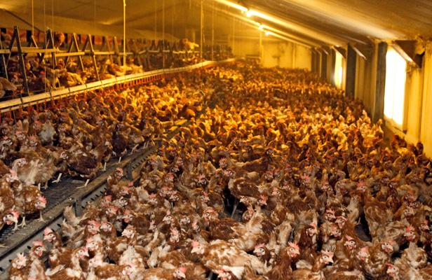 Europe interdit les microcages à poules la France s'an moque Microc11