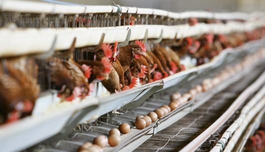 Europe interdit les microcages à poules la France s'an moque Oeuf10