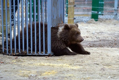 Sanctuaire des Ours en Ukraine..! Oursso13