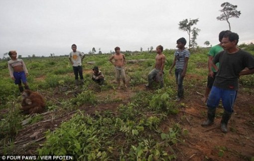 Orang-outan "tueurs" à l'essai sur l'abattage des primates.  Outant22