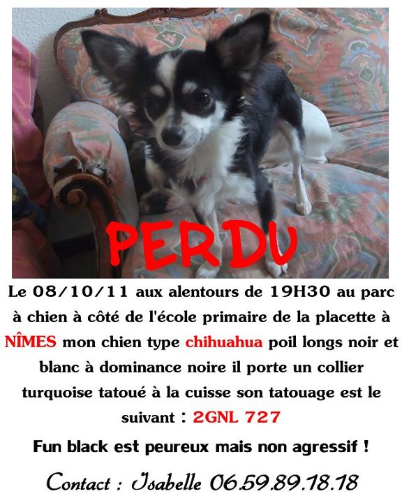 France/Nimes: perdu depuis le 8/9/2011 chien chihuahua! Petit10