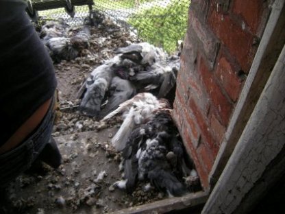 Belgique:Sauvetage de pigeons enfermés dans un chateau d'eau Pigeon14