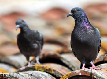 (France) La mairie de Castre fait la chasse aux pigeons ! Pigona10
