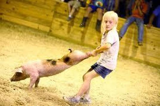Lettre contre le Greased Pig Scramble (Virginie)‏ Pigs_s10