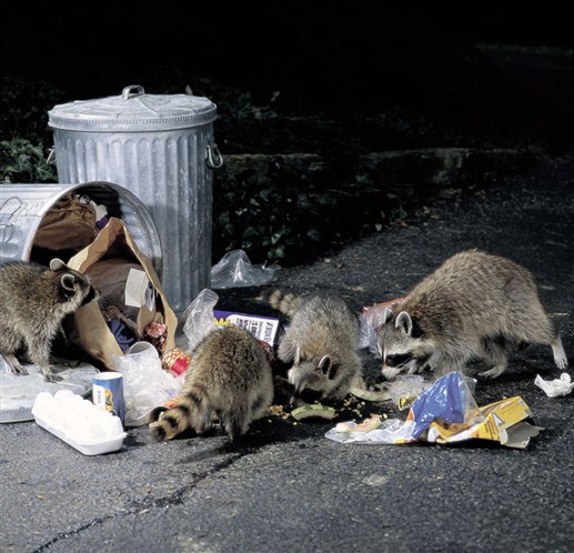 Ces animaux qui envahissent la France ! Raton10