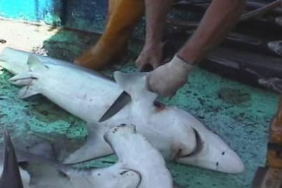 Hong Kong: Plus d'ailerons de requins au menu... Rekind10