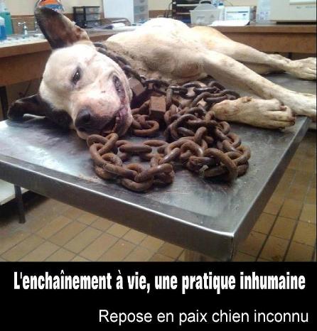 USA :Histoire poignante d'un chien inconnu enchainé à vie !! Repose10