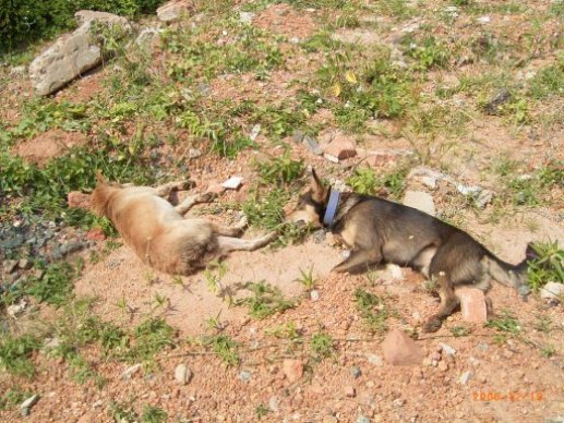 (Inde) pour les animaux errants qui sont massacrés tous... Rimg0810