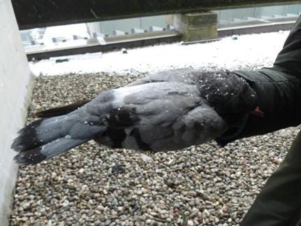 Une lettre pour les pigeons de Salzbourg - Urgent!‏ Salbou10