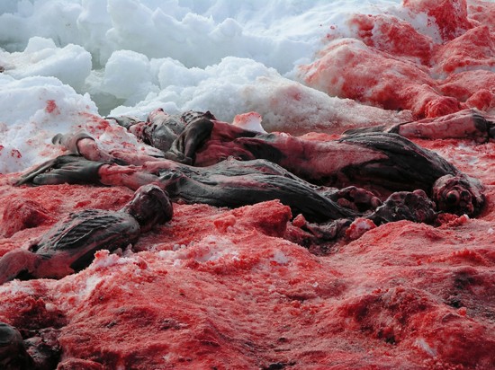 Canada: Pour la fin de la chasse commerciale aux phoques! Sealhu10