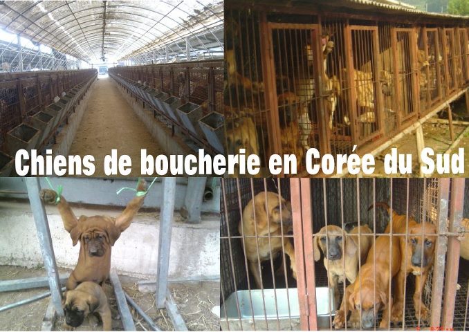 STOP AUX CHIENS DE BOUCHERIE EN CORÉE‏ Secure10