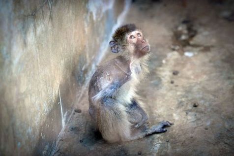 Laos: les singes destinés à des laboratoires sont maltraités Singe10