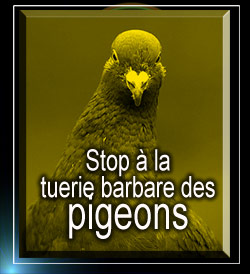 Protester contre l'élimination cruelle pigeons des Villes Tofpig10