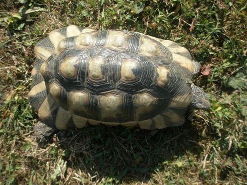 France :L'animalerie clandestine vendait des tortues Tortue12