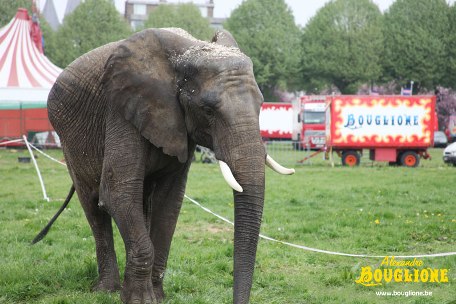 Belgique: Bouglione doit se séparer de son éléphante Jenny Tourna10