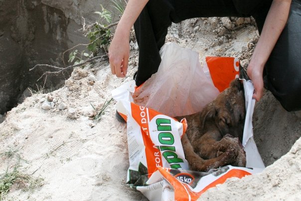 chiens de Beykoz, Turquie, UN NOUVEAU PAS DANS L'HORREUR Turc2110