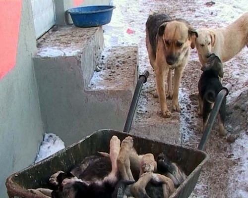 chiens de Beykoz, Turquie, UN NOUVEAU PAS DANS L'HORREUR Turqui10
