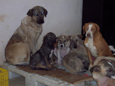chiens de Beykoz, Turquie, UN NOUVEAU PAS DANS L'HORREUR Turqui11