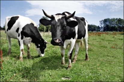 Farm Sanctua ry V.G. nouvelle Photos... Vaches11