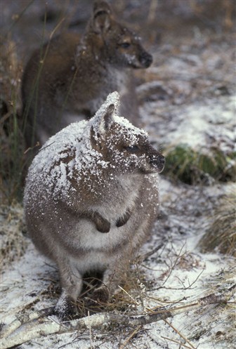 Ces animaux qui envahissent la France ! Wallab10