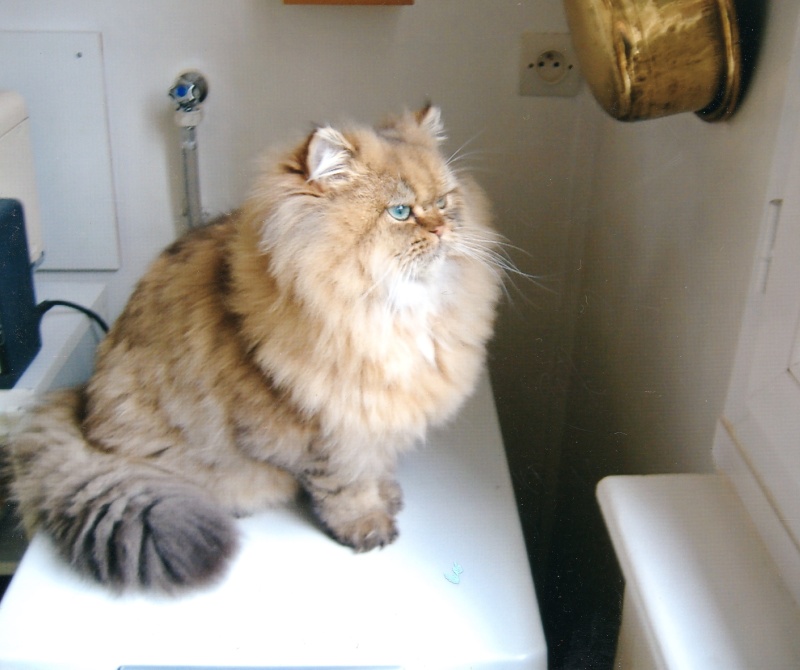 Urgent Chat Persan Golden Shaded A Placer Chats Disponibles Nimo Urgent Chat Persan Golden Shaded A Placer Chats Disponibles Nimo