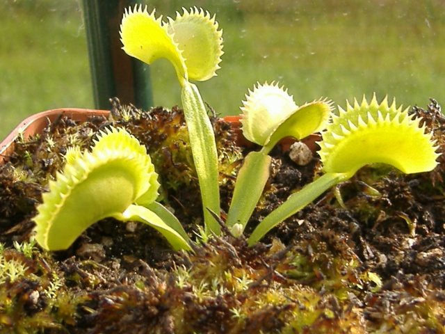 Dionaea Muscipula 'Dentate'/'Dentate traps'/'Dente' _denta10