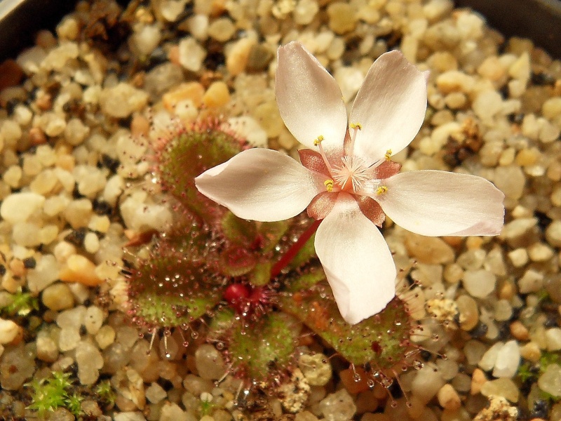 Drosera tubereux Browni11