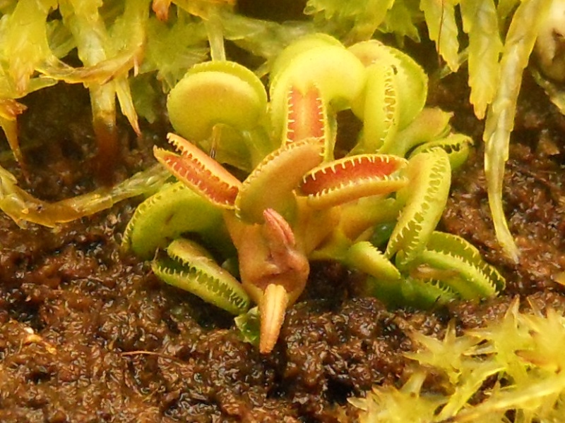 Dionaea "Cudo" Cudo210