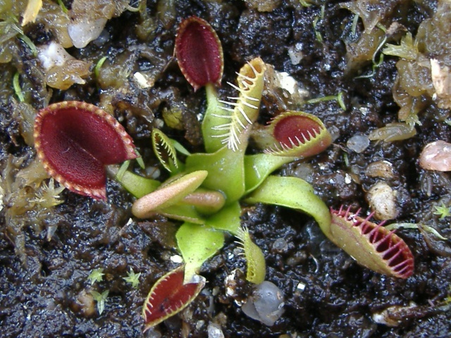 Dionaea Muscipula 'Cup trap' Cup_tr12