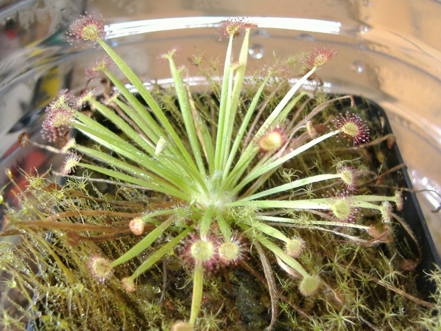 Drosera petiolaris et queensland Droser12