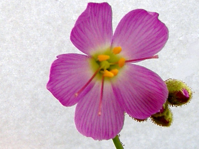 Fleur IV Droser14