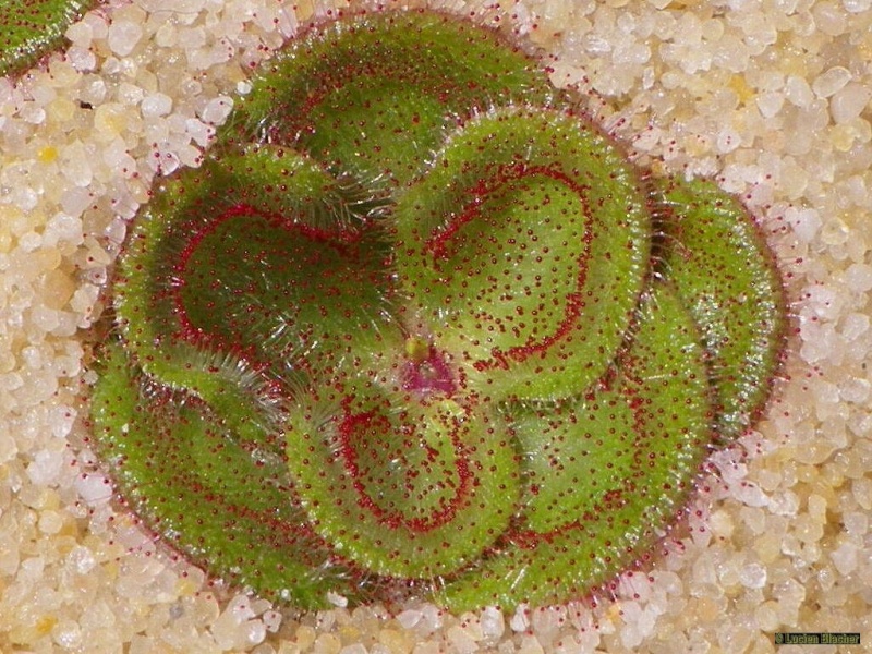 Drosera tubereux Droser30