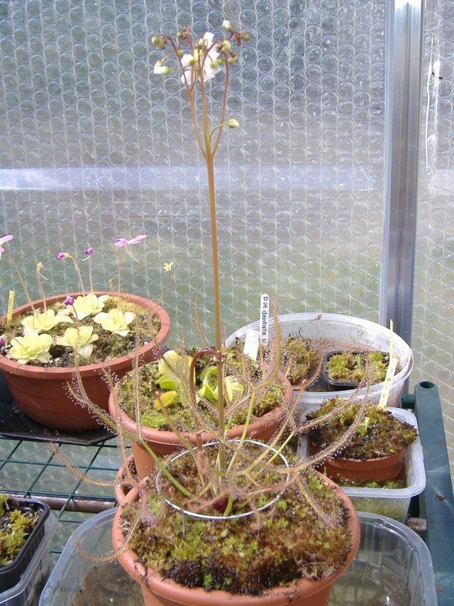 Drosera binata et filiformis Dscf3934