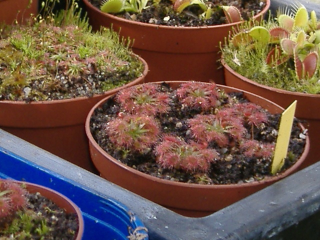 Drosera et pygmées Dscf4240