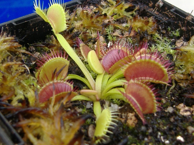 Evolution cultivars Dscf4526