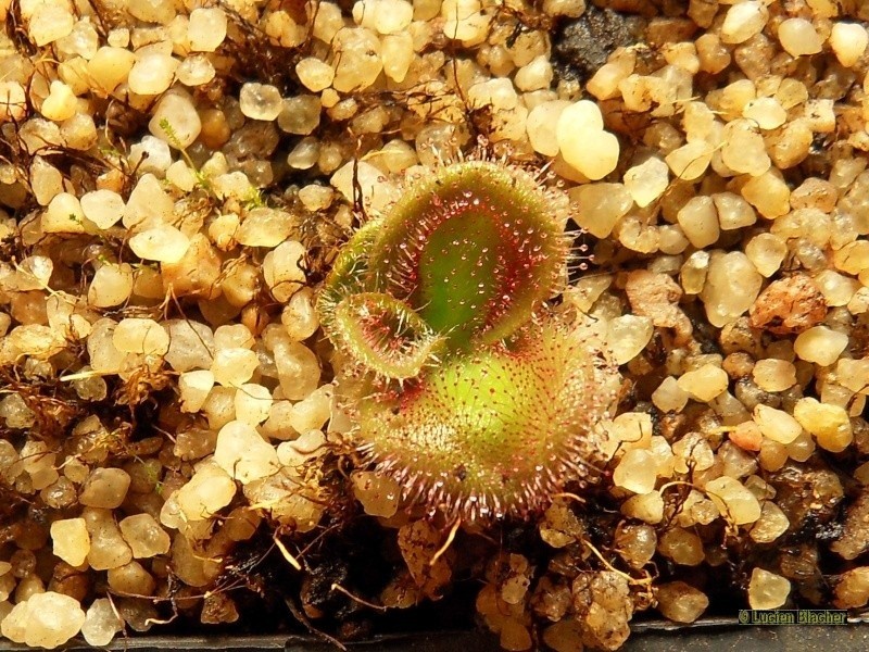 Drosera tubereux Erythr15