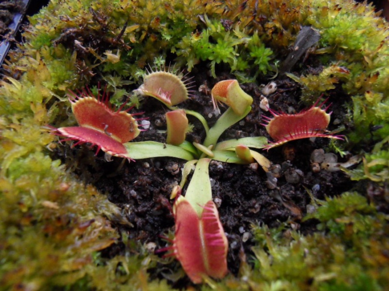 Dionaea "Fondue"  Fondue11