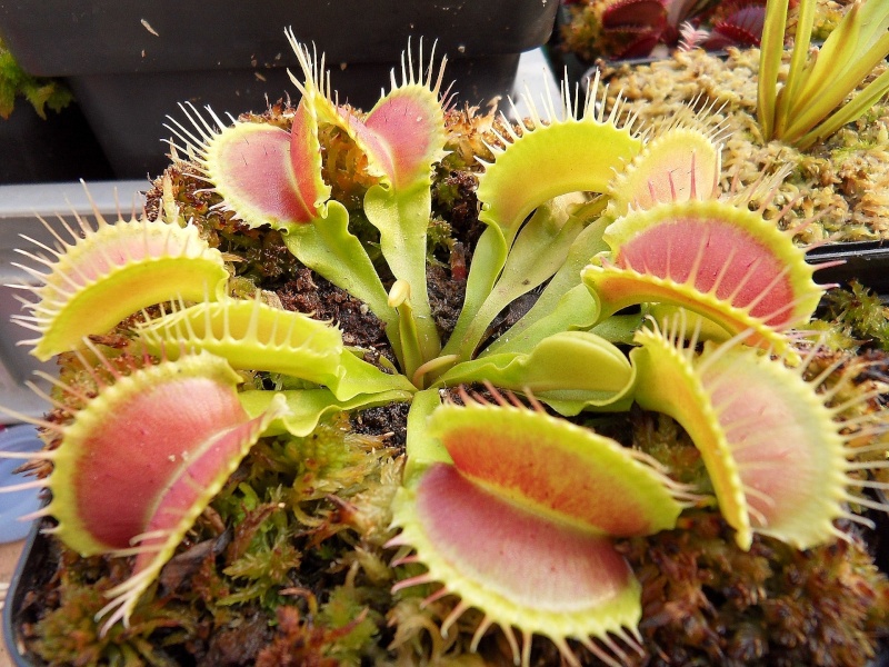 Dionaea "Korrigans" Korrig10