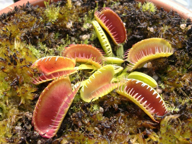 Dionaea Muscipula 'Louchapates' Loucha13