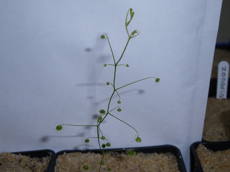 Drosera "Tubereux Australiens" Macran10